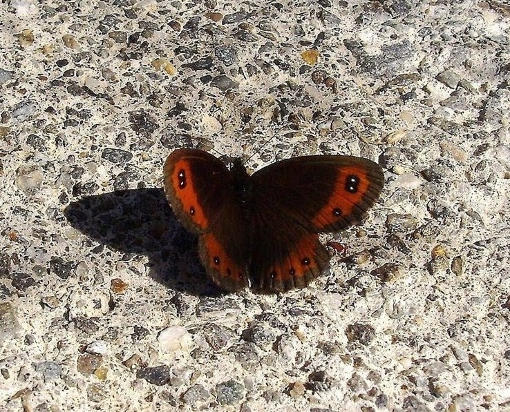 Graziosa Erebia...(?)